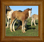 Northern Lights Hidden Jewel ~ 2011 ~ Ballydangan Rum & Raisin x Coates Mystical Design ~ SOLD
